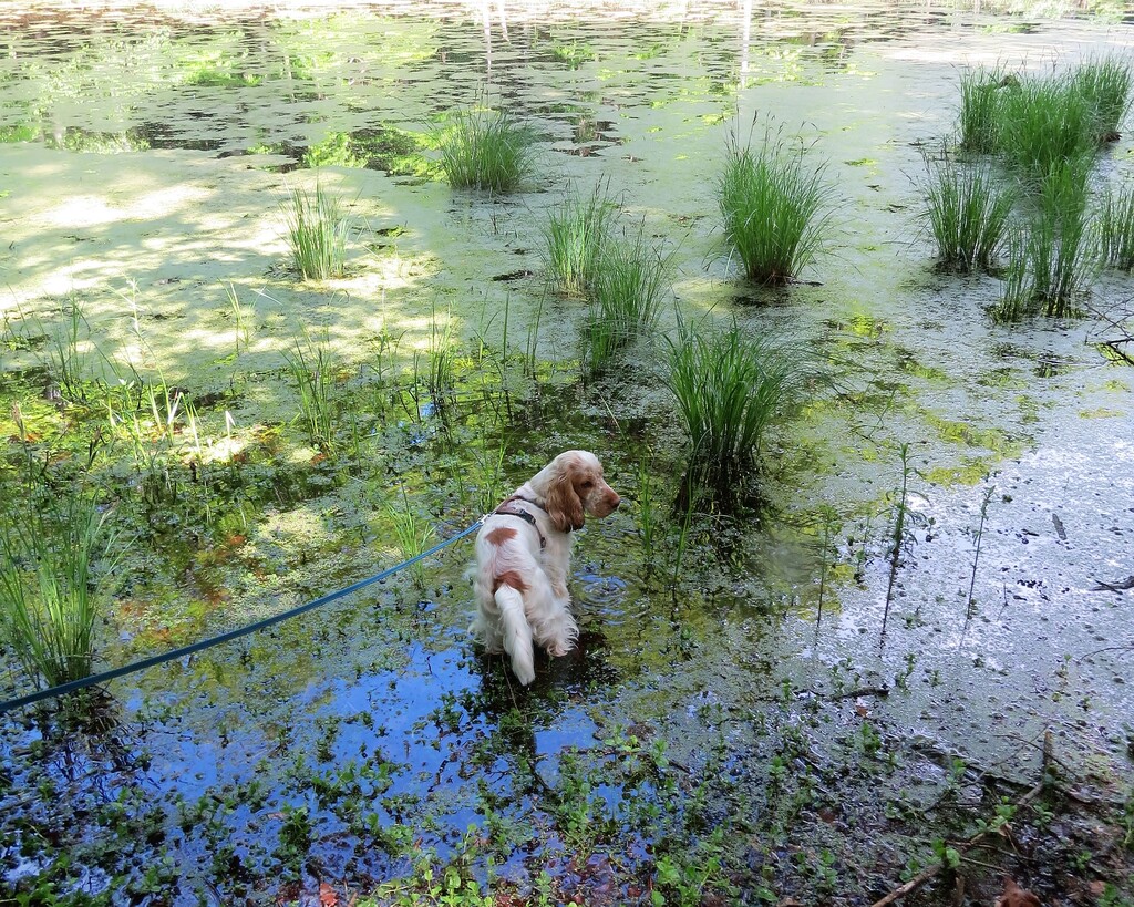 Wandergruppe PSV FFB mit den Hunden bei St. Ottilien