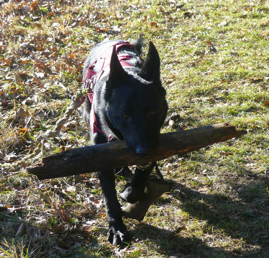 Wandergruppe mit Hund macht nur mit St&ouml;ckchen Spass