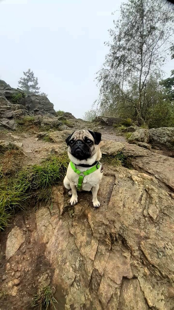 Wandergruppe mit den Hunden am Silberberg