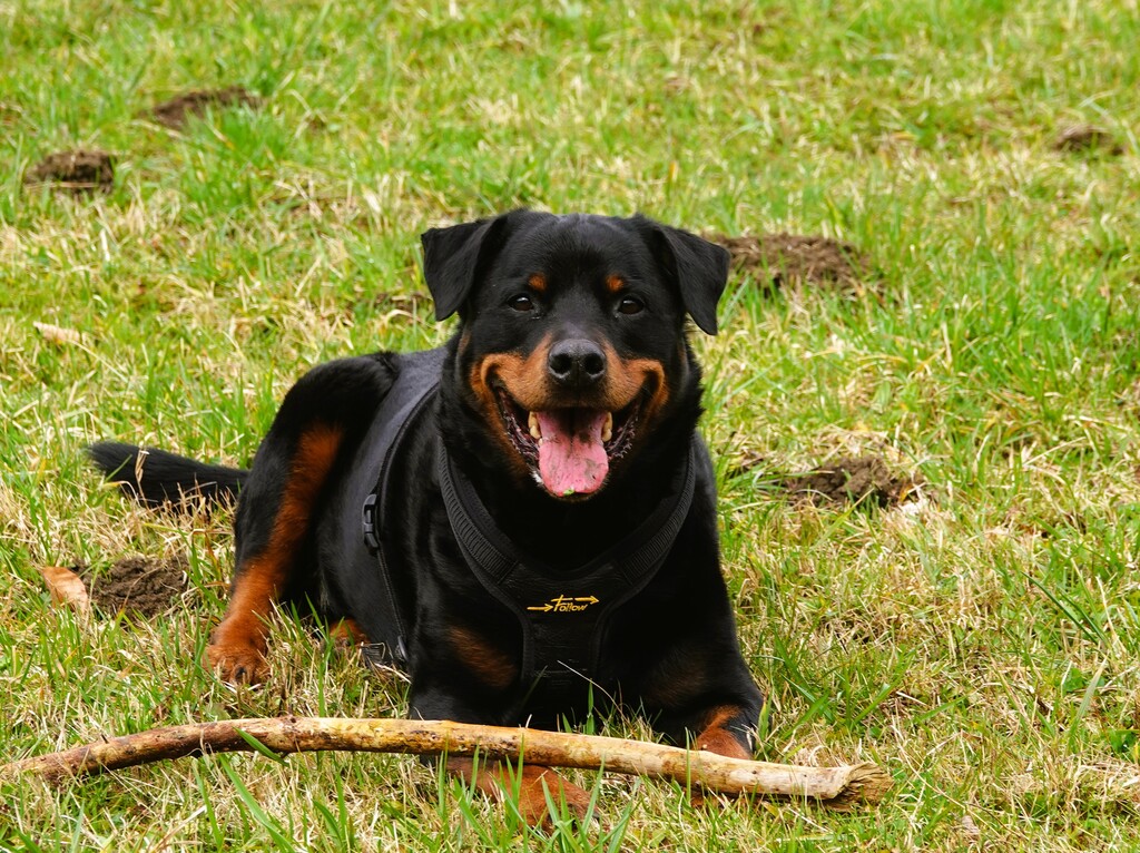 Wandergruppe PSV FFB mit den Hunden an der Windach