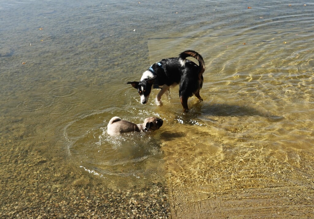Wandergruppe mit den Hunden am Ammersee