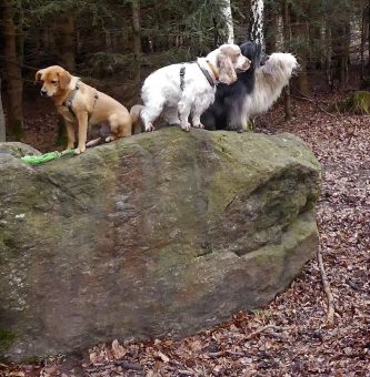Die PSV Wandergruppe mit den Hunden am Teufelsstein
