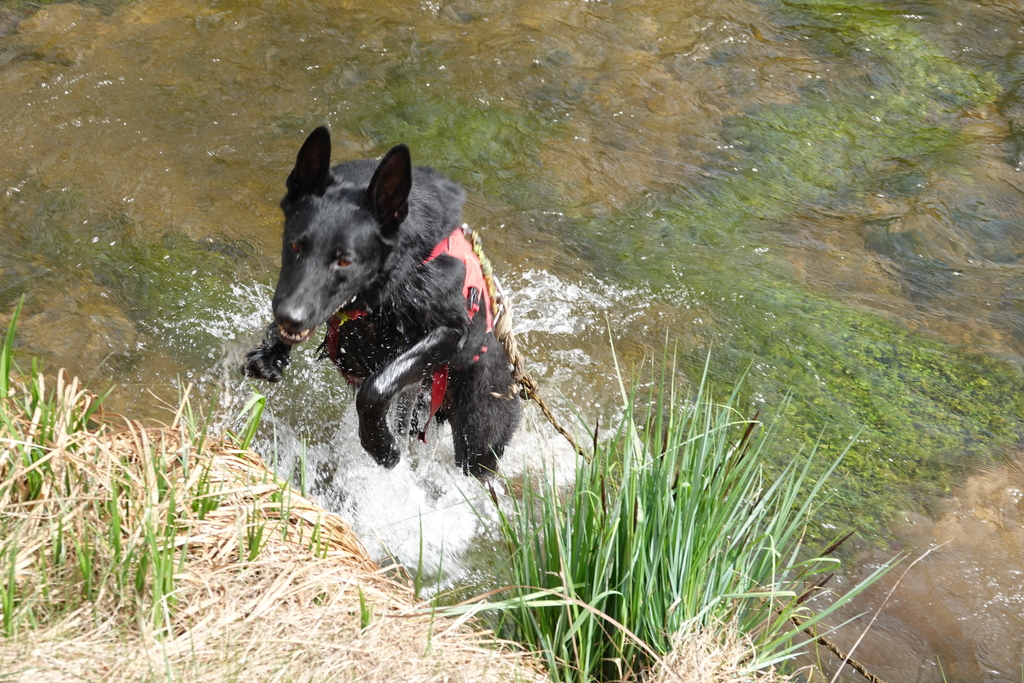 Wandergruppe mit den Hunden in Ascholding