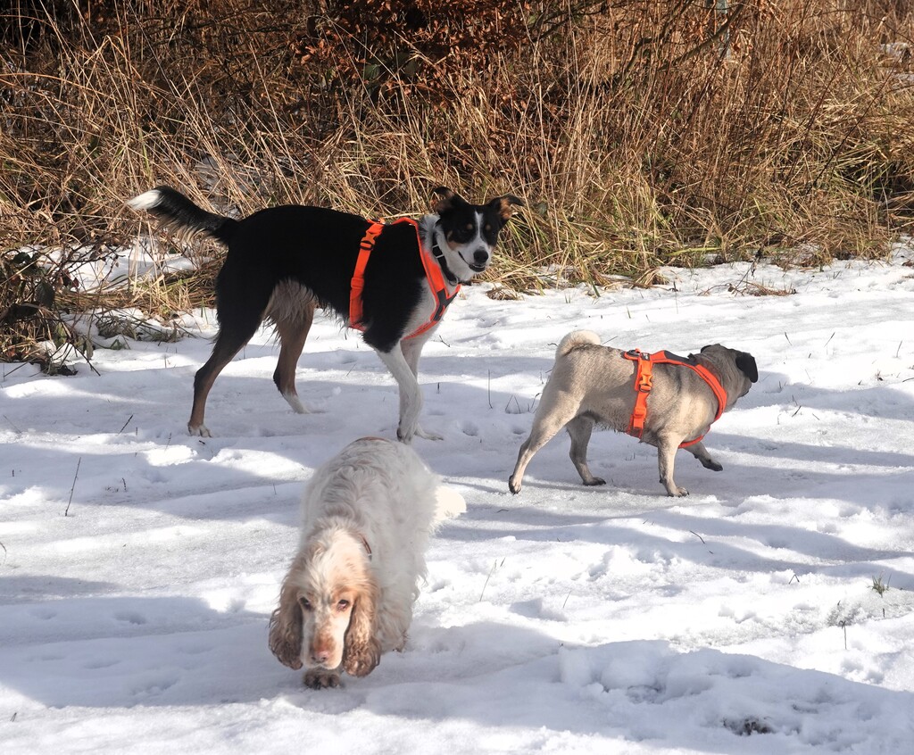 PSV FFB Wandergruppe mit den Hunden am Jexhof