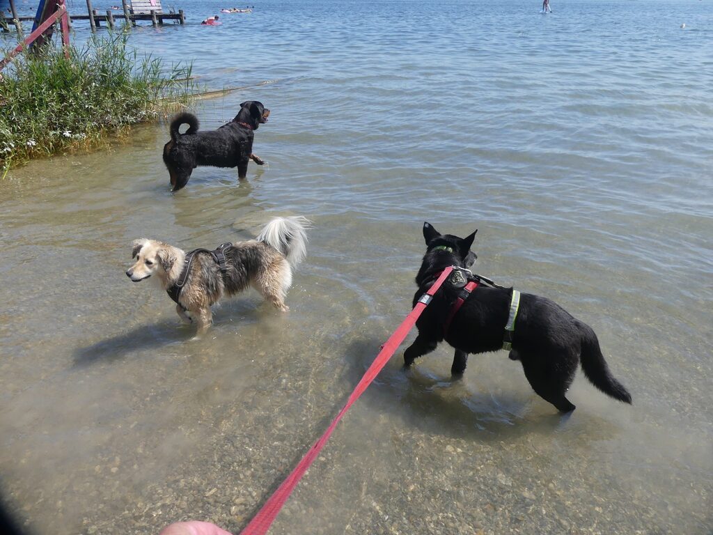Die PSV FFB Wandergruppe mit dem Hunden beim Baden im Ammersee