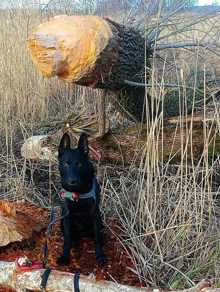Wandern mit HUnd macht spass