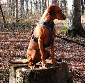 Wandergruppe PSV FFB mit den Hunden im Mauerner Wald