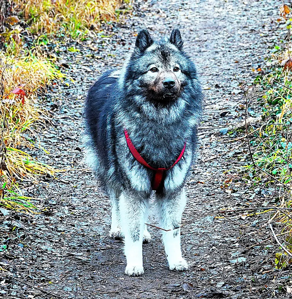 PSV FFB Wandergruppe mit den Hunden in den Amperauen