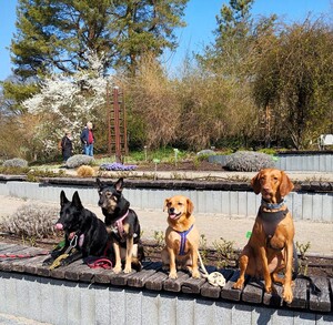 Wandergruppe des PSV F&uuml;rstenfeldbruck mit den Hunden im Bot. Garten Augsburg
