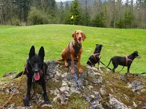 Die Wandergruppe des PSV Fürstenfeldbruck mit den Hunden bei Oberau