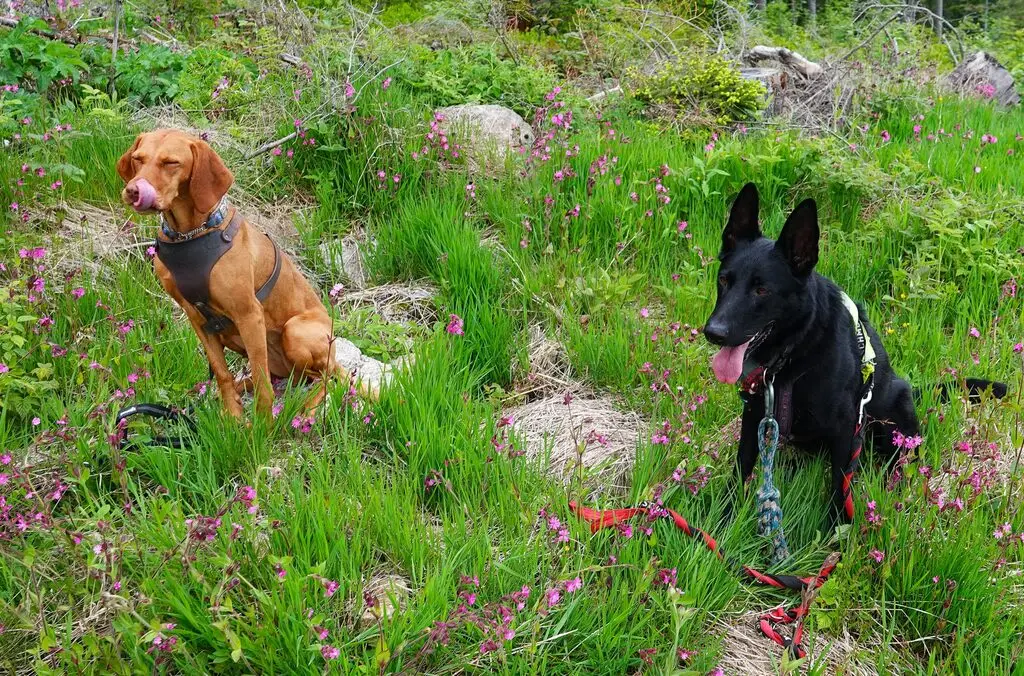 PSV Fürstenfeldbruck Wandergruppe mit den Hunden beim Großen Arber