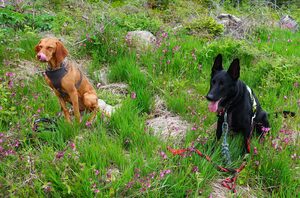 PSV F&uuml;rstenfeldbruck Wandergruppe mit den Hunden beim Gro&szlig;en Arber