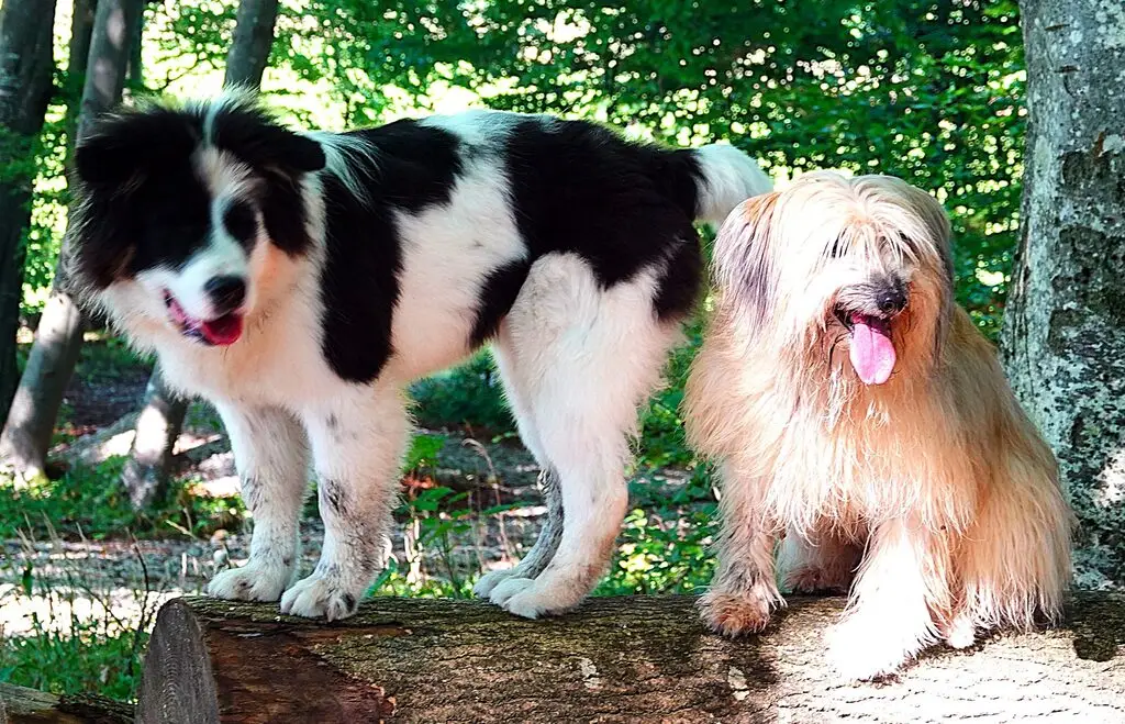 PSV FFB Wandergruppe mit den Hunden an der Windach