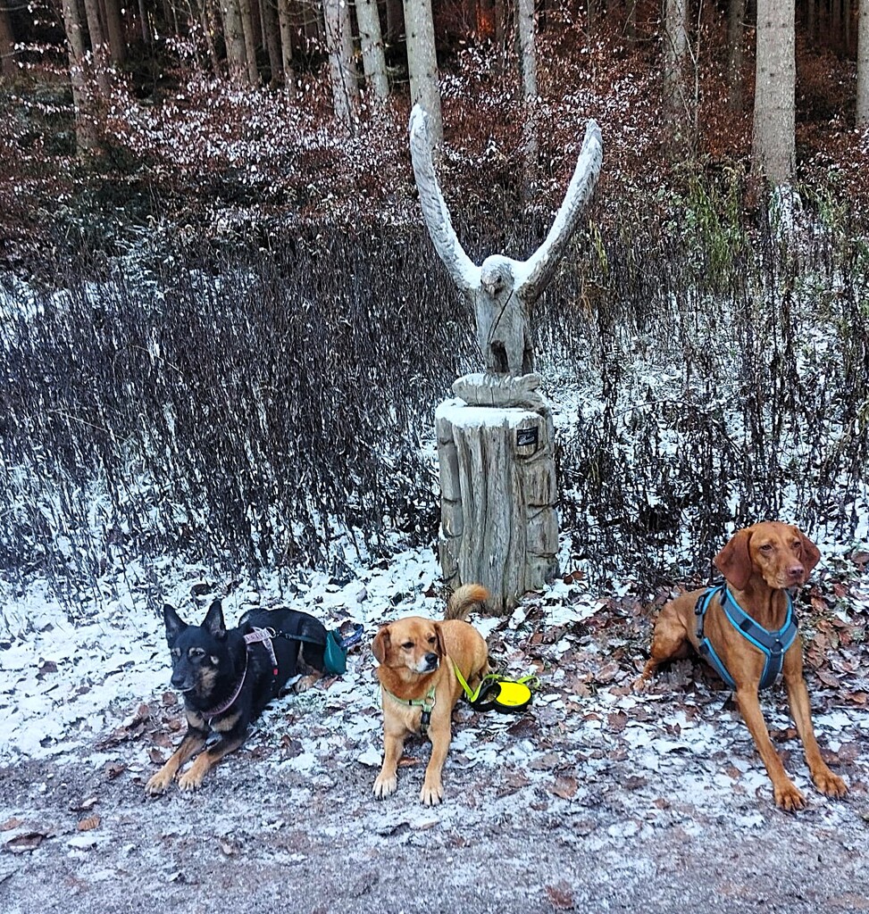 Die PSV FFB Wandergruppe mit dem Hunden im Mauerner Wald