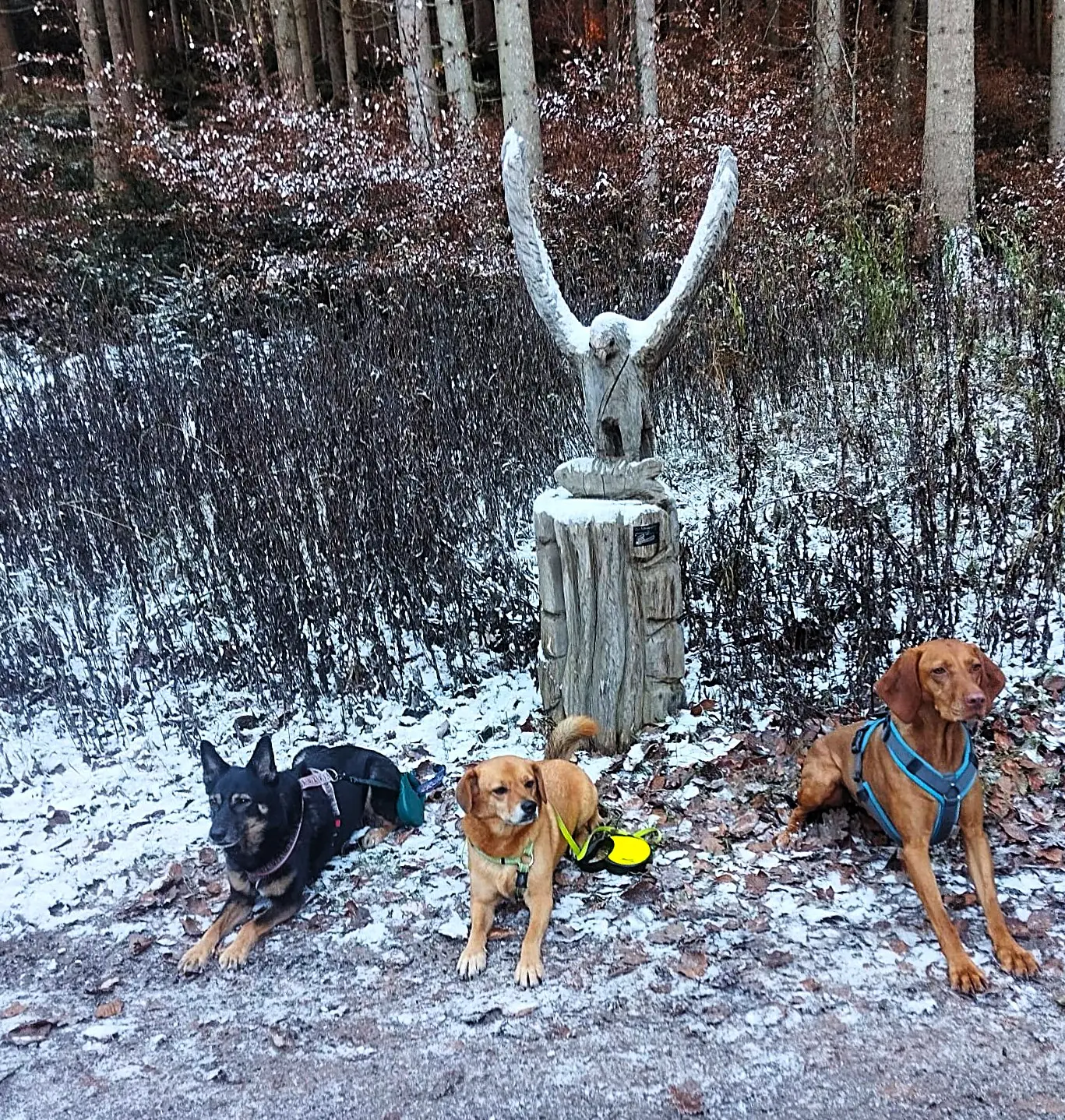 Die PSV FFB Wandergruppe mit dem Hunden im Mauerner Wald