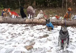 Die PSV Fürstenfeldbruck Wandergruppemit dem Hunden im Schöngeisinger Wald