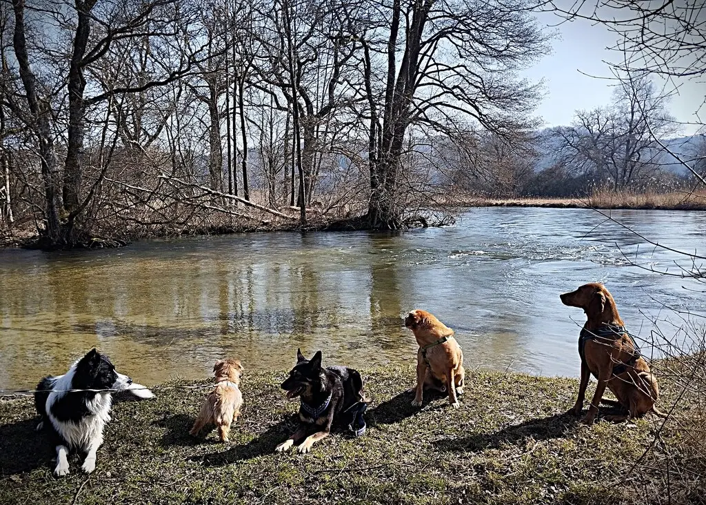 Wandergruppe PSV FFB mit den Hunden an der Amper bei Buchenau