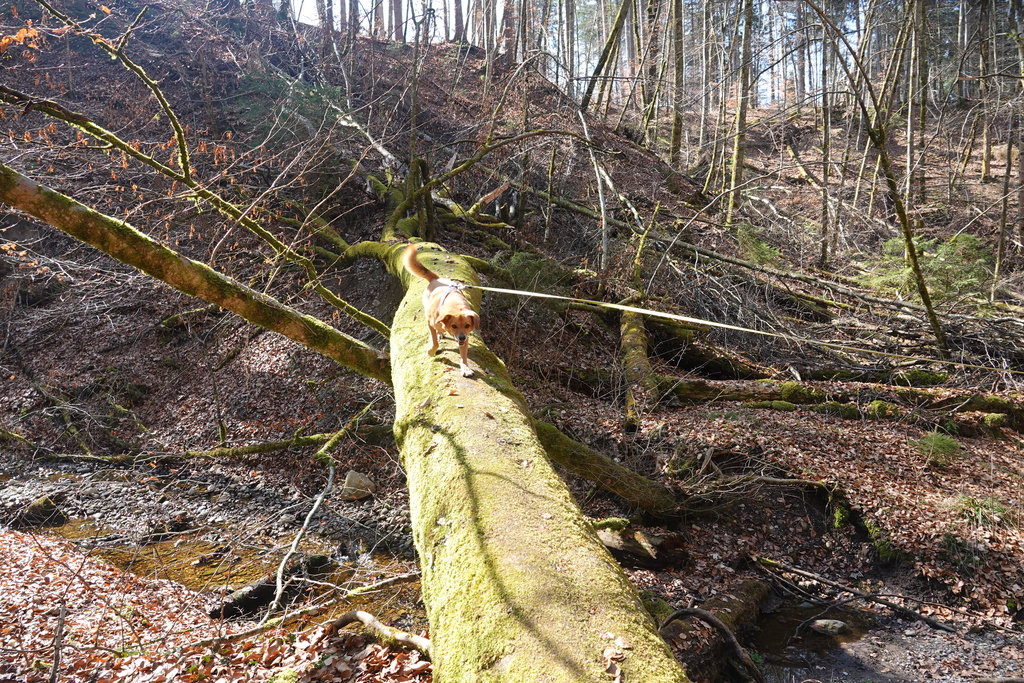 PSV FFB Wandergruppe balancierender Hund