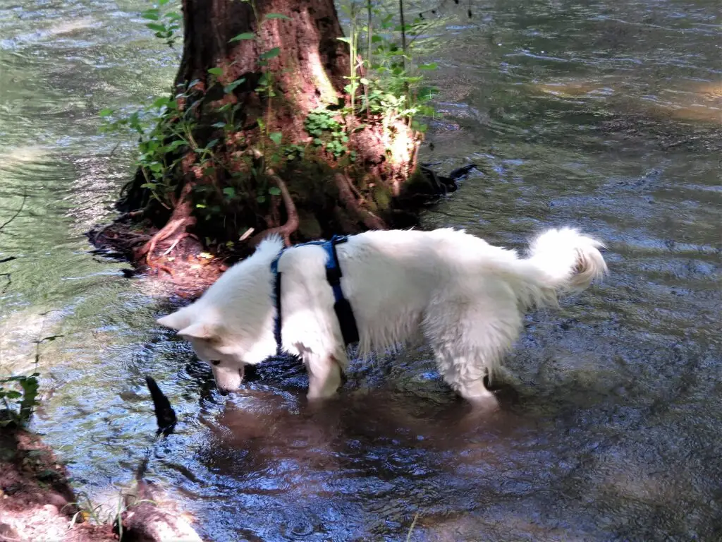 PSV FFB Wandergruppe mit den Hunden in der W&uuml;rm