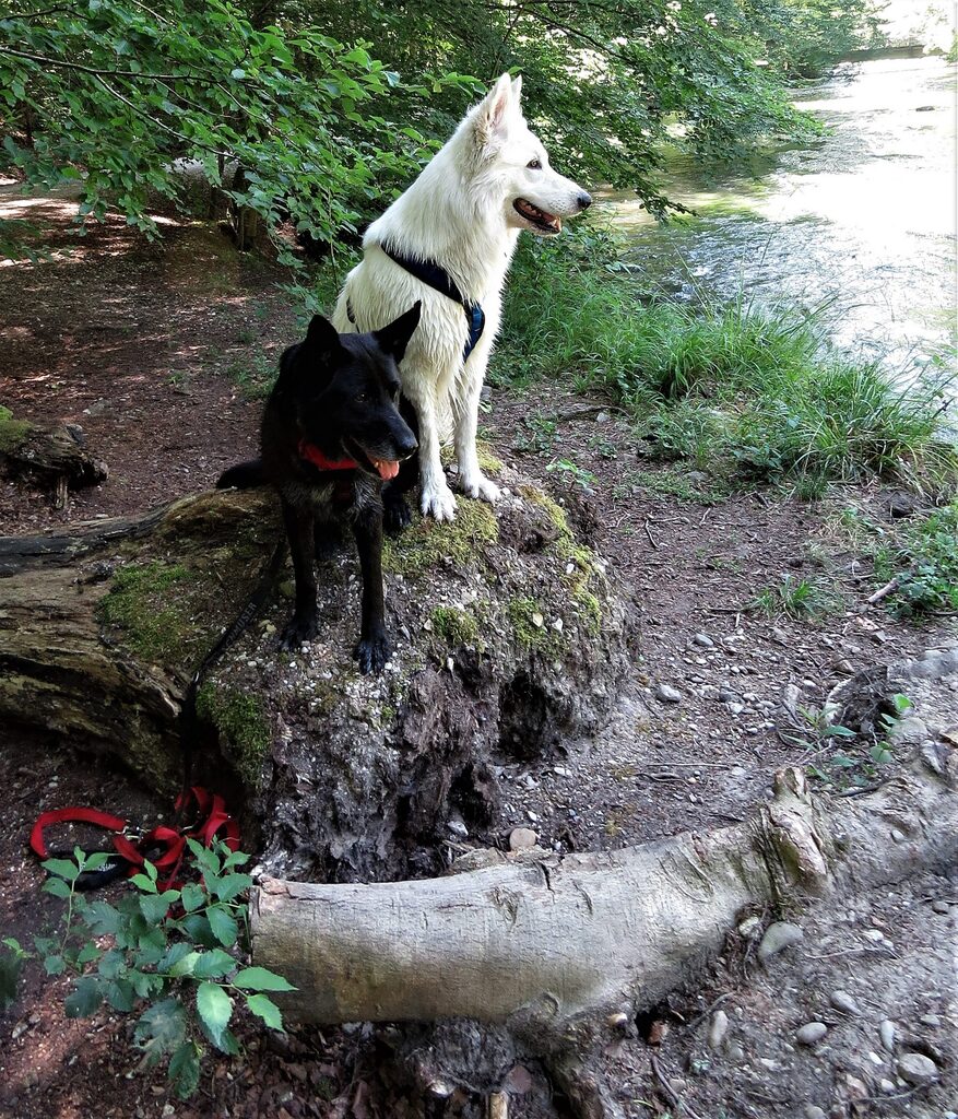 PSV FFB mit den Hunden an der Würm