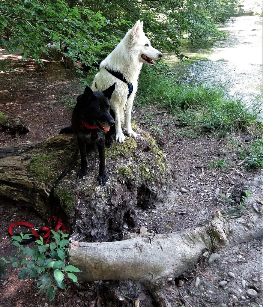 PSV FFB mit den Hunden an der Würm