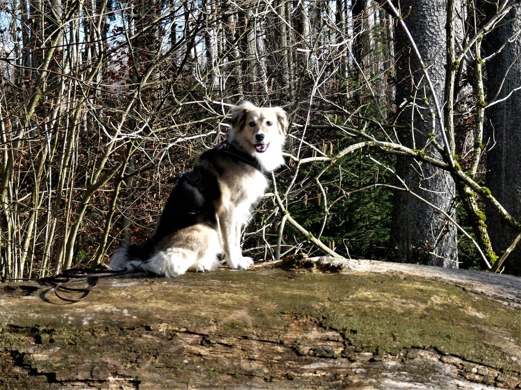 PSV FFB Wandergruppe mit den Hunden im Haspelmoor