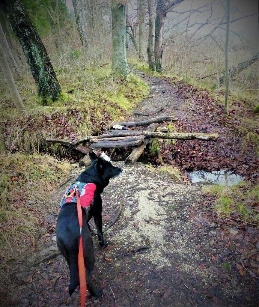 Wandergruppe PSV FFB mit den Hunden am Seeuferweg