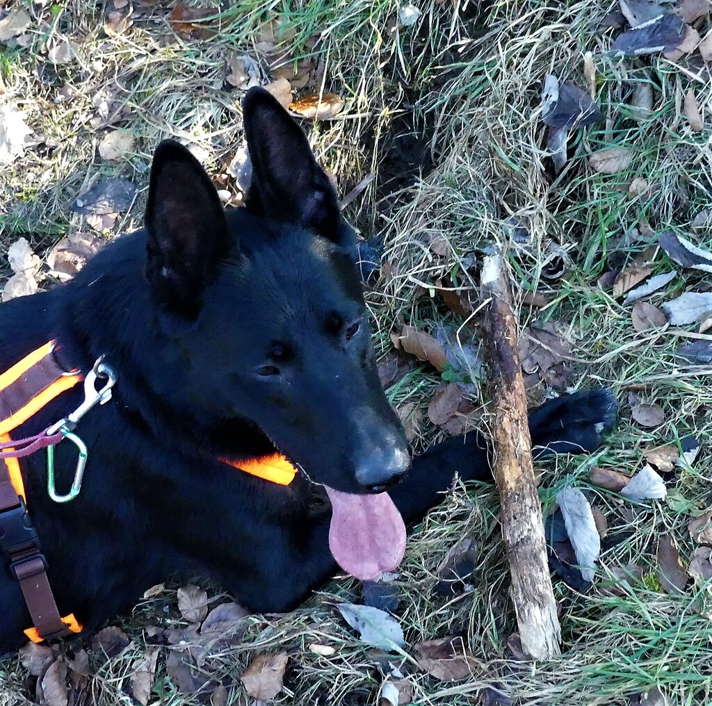 PSV FFB Wandergruppe mit den Hunden unterwegs