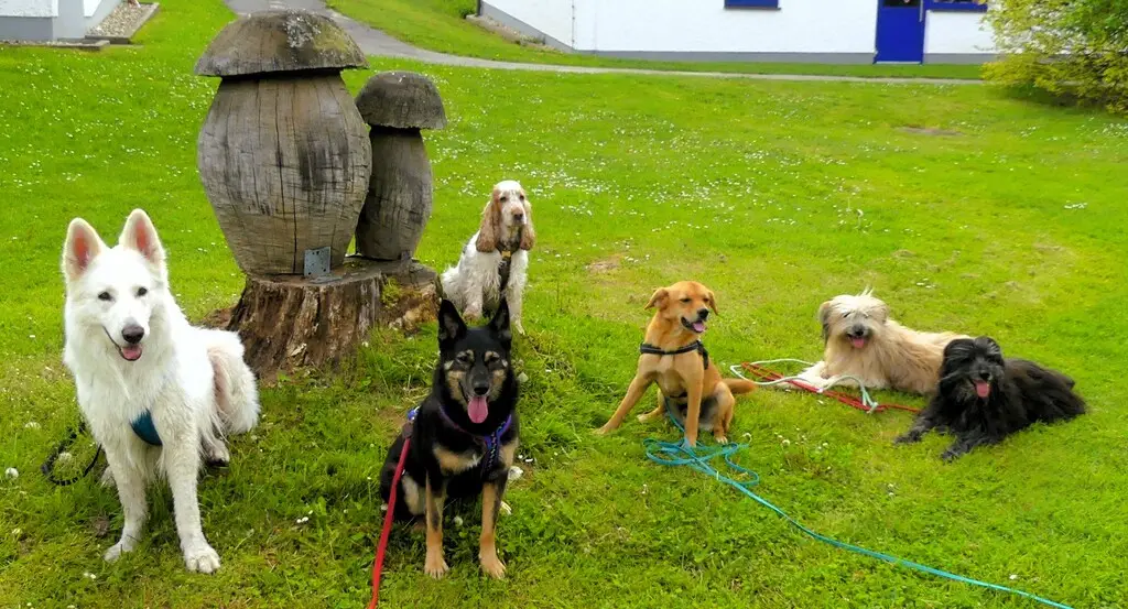 PSV Fürstenfeldbruck Wandergruppe mit den Hunden in Zwiesel